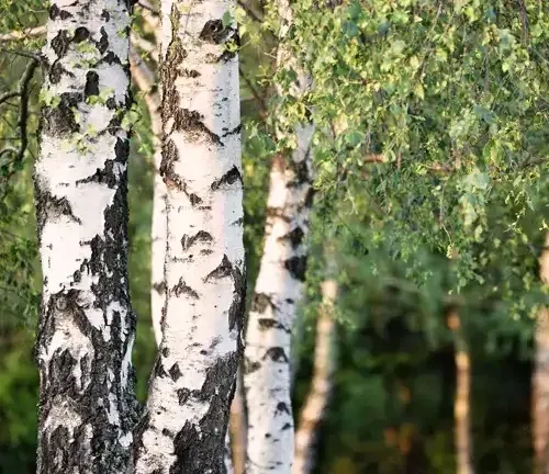 Birch